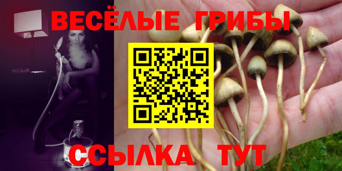 Псилоцибиновые грибы Cubensis Полевской