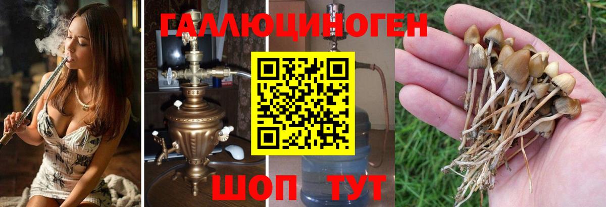Галлюциногенные грибы Magic Shrooms  купить   Полевской  Вход с VPN  Псилоцибиновые грибы прущие грибы 